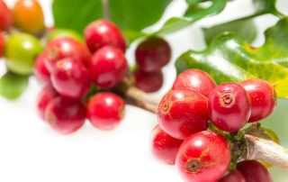 Randomized double blind placebo controlled linear dose crossover study to evaluate the efficacy and safety of a green coffee bean extract in overweight subjects