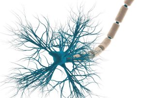 Alpha lipoic acid as a dietary supplement Molecular mechanisms and therapeutic potential