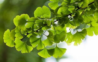 Ginkgo biloba ιδιότητες